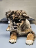 Radar, a male Australian Shepherd and German Shepherd Dog for sale in West Plains, MO – Photo 1 of 3