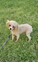Jensen, a male Poodle - Toy  for sale in West Plains, MO – 3 of 5