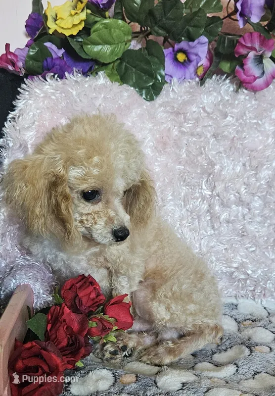 Jensen – Poodle - Toy  puppy for sale in West Plains, MO