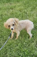 Jensen, a male Poodle - Toy  for sale in West Plains, MO – 4 of 5