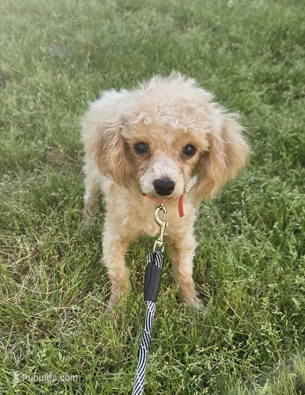 Jensen – Poodle - Toy  puppy for sale in West Plains, MO