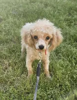 Jensen, a male Poodle - Toy  for sale in West Plains, MO – 2 of 5