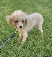 Jensen, a male Poodle - Toy  for sale in West Plains, MO – 5 of 5
