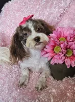 Lottie, a female Shihpoo for sale in West Plains, MO – 5 of 7