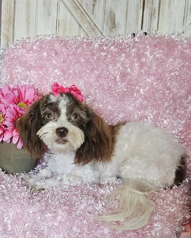 Lottie – Shihpoo puppy for sale in West Plains, MO