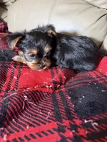 Little Bit🩷, a female Yorkshire Terrier for sale in Tishomingo, MS – 4 of 4