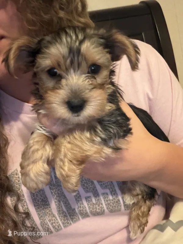 Bentley  – Yorkshire Terrier puppy for sale in Tishomingo, MS