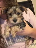 Bentley , a male Yorkshire Terrier for sale in Tishomingo, MS – 1 of 5