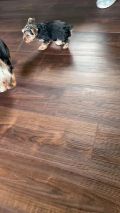 Bentley , a male Yorkshire Terrier for sale in Tishomingo, MS – 4 of 5