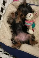Bella- Teacup Yorkie 🩷, a female Yorkshire Terrier for sale in Tishomingo, MS – 1 of 5
