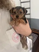 Bentley 🩵, a male Yorkshire Terrier for sale in Tishomingo, MS – 3 of 6