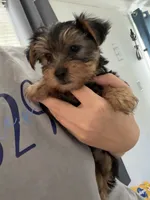 Benz, a male Yorkshire Terrier for sale in Tishomingo, MS – 3 of 3