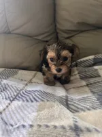 Tiny Baby Boy , a male Yorkshire Terrier for sale in Tishomingo, MS – 3 of 4