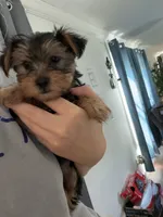 Benz, a male Yorkshire Terrier for sale in Tishomingo, MS – 1 of 3