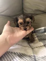 Tiny boy 🩵, a male Yorkshire Terrier for sale in Tishomingo, MS – 4 of 5