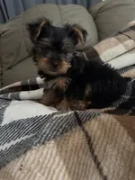 Sassy💜, a female Yorkshire Terrier for sale in Tishomingo, MS – 5 of 5