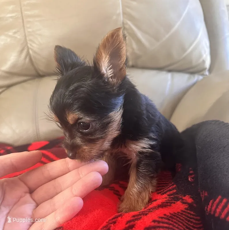Bella- TeaCup Yorkie 