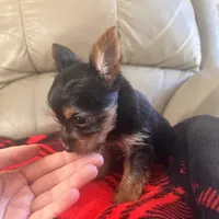 Bella- TeaCup Yorkie , a female Yorkshire Terrier for sale in Tishomingo, MS – Photo 1 of 5