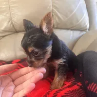 Bella- TeaCup Yorkie , a female Yorkshire Terrier for sale in Tishomingo, MS – Photo 1 of 5