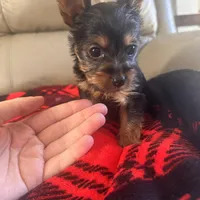 Bella- TeaCup Yorkie , a female Yorkshire Terrier for sale in Tishomingo, MS – Photo 4 of 5