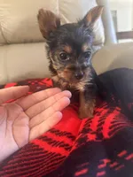 Bella- TeaCup Yorkie , a female Yorkshire Terrier for sale in Tishomingo, MS – Photo 4 of 5