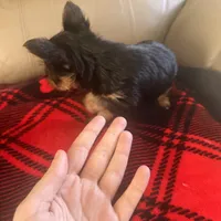 Bella- TeaCup Yorkie , a female Yorkshire Terrier for sale in Tishomingo, MS – Photo 2 of 5