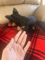 Bella- TeaCup Yorkie , a female Yorkshire Terrier for sale in Tishomingo, MS – Photo 2 of 5