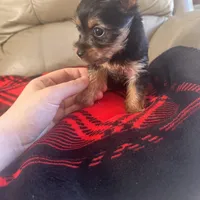 Bella- TeaCup Yorkie , a female Yorkshire Terrier for sale in Tishomingo, MS – Photo 5 of 5