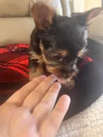 Bella- TeaCup Yorkie , a female Yorkshire Terrier for sale in Tishomingo, MS – Photo 3 of 5