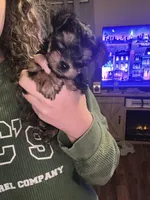 Little bit- Teacup Yorkie, a female Yorkshire Terrier for sale in Tishomingo, MS – Photo 4 of 6