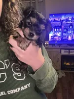 Little bit- Teacup Yorkie, a female Yorkshire Terrier for sale in Tishomingo, MS – Photo 3 of 6