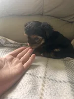 Baby boy, a male Yorkshire Terrier for sale in Tishomingo, MS – 4 of 6