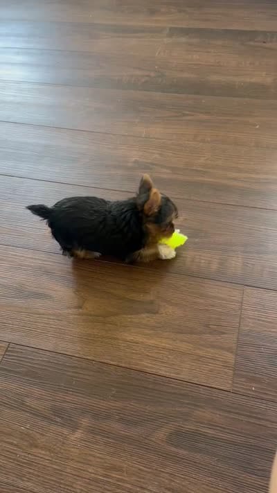 Izzy- Teacup Yorkie 💜, a female Yorkshire Terrier for sale in Tishomingo, MS – 6 of 6