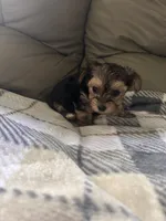 Tiny boy 🩵, a male Yorkshire Terrier for sale in Tishomingo, MS – 3 of 5