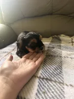 Happy🩷, a female Yorkshire Terrier for sale in Tishomingo, MS – 2 of 4
