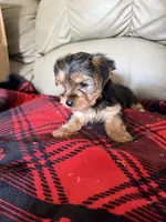 Bella💜, a female Yorkshire Terrier for sale in Tishomingo, MS – 3 of 6