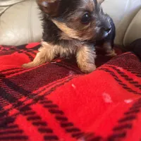 Sassy- TeaCup Yorkie 💜, a female Yorkshire Terrier for sale in Tishomingo, MS – Photo 3 of 4