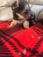 Sassy- TeaCup Yorkie 💜, a female Yorkshire Terrier for sale in Tishomingo, MS – Photo 3 of 4