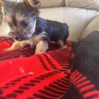 Sassy- TeaCup Yorkie 💜, a female Yorkshire Terrier for sale in Tishomingo, MS – Photo 2 of 4