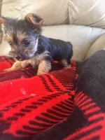Sassy- TeaCup Yorkie 💜, a female Yorkshire Terrier for sale in Tishomingo, MS – Photo 2 of 4