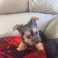 Sassy- TeaCup Yorkie 💜, a female Yorkshire Terrier for sale in Tishomingo, MS – Photo 1 of 4