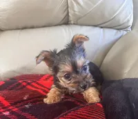 Sassy- TeaCup Yorkie 💜, a female Yorkshire Terrier for sale in Tishomingo, MS – Photo 1 of 4