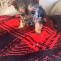 Sassy- TeaCup Yorkie 💜, a female Yorkshire Terrier for sale in Tishomingo, MS – Photo 4 of 4