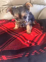 Sassy- TeaCup Yorkie 💜, a female Yorkshire Terrier for sale in Tishomingo, MS – Photo 4 of 4