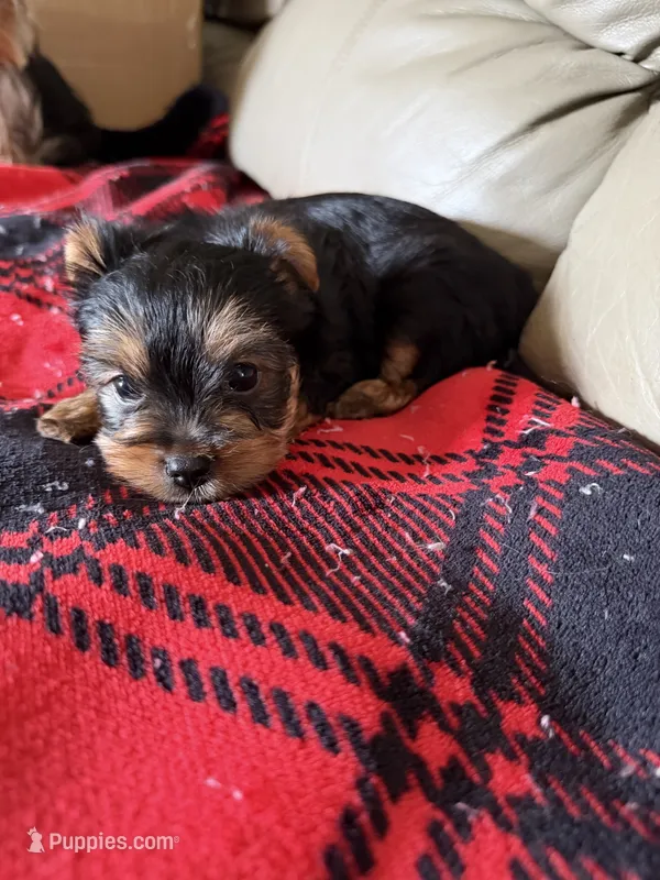 Little Bit🩷 – Yorkshire Terrier puppy for sale in Tishomingo, MS