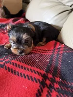 Little Bit🩷, a female Yorkshire Terrier for sale in Tishomingo, MS – 1 of 4