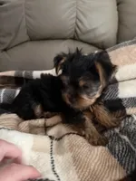 Sassy💜, a female Yorkshire Terrier for sale in Tishomingo, MS – 4 of 5