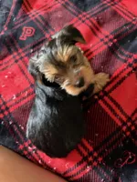 Bella💜, a female Yorkshire Terrier for sale in Tishomingo, MS – 6 of 6