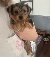 Bentley 🩵, a male Yorkshire Terrier for sale in Tishomingo, MS – 1 of 6