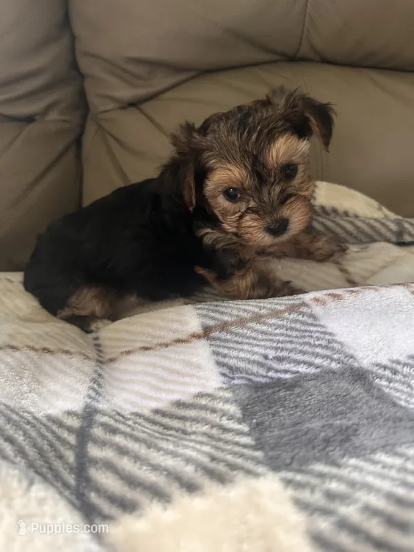 Tiny boy 🩵, a male Yorkshire Terrier for sale in Tishomingo, MS – 1 of 5